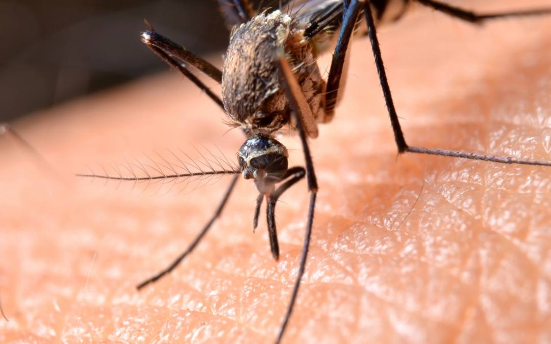 Mosquito borne diseases