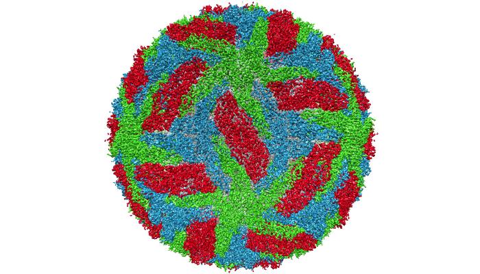 Dengue Fever