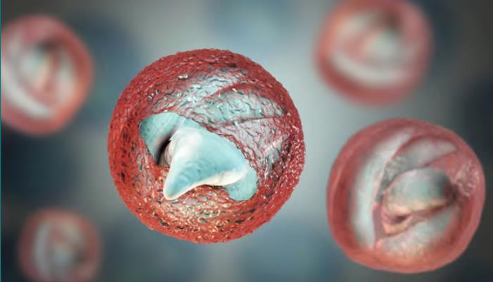 Crypto – sporidiosis 