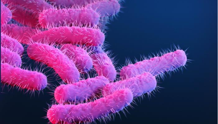 Shigella