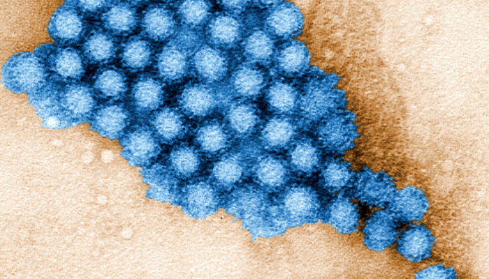Norovirus
